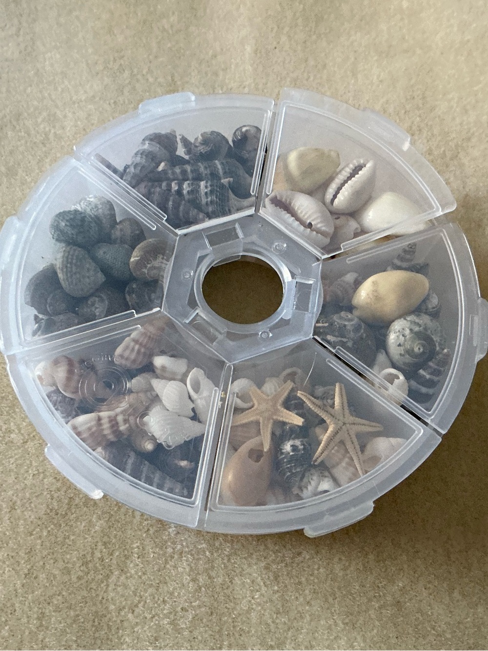 Beach Shells and Starfish Decorative Assortment - Natural Beige and Cream